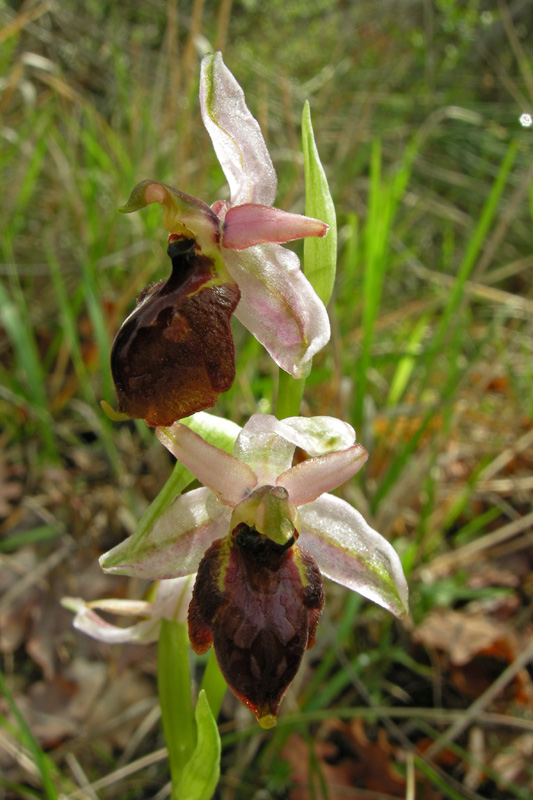 Orchidee del Chianti